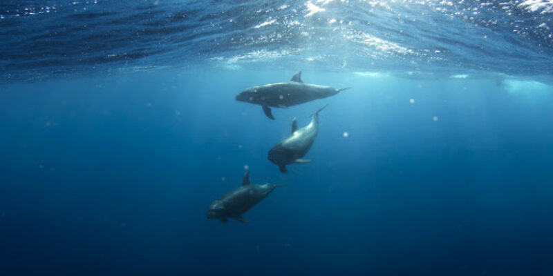 Rangiroa Diving Center