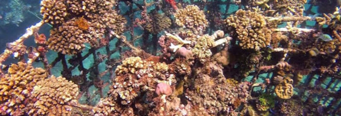 Biorock Pemuteran bali