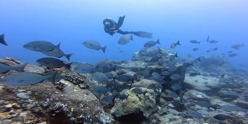 Octopus Diving Centre