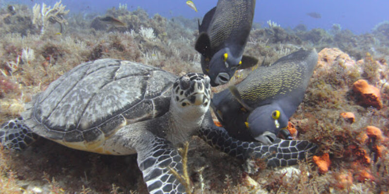 Dive Paradise