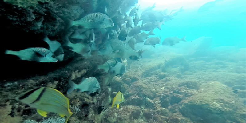 Scubadodive Adventure