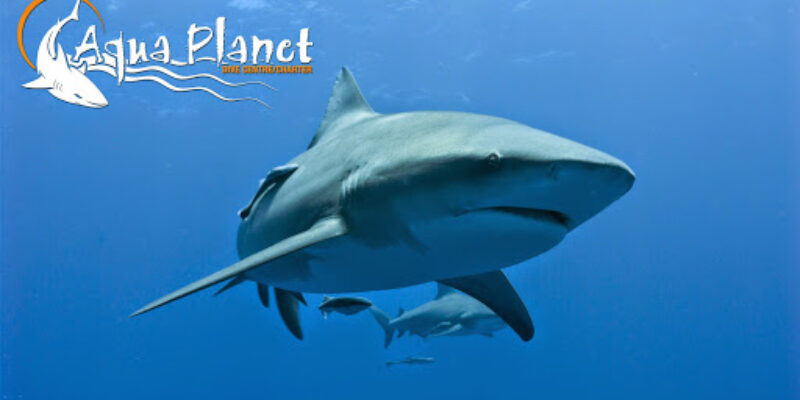 Aqua Planet Dive Centre & Charter