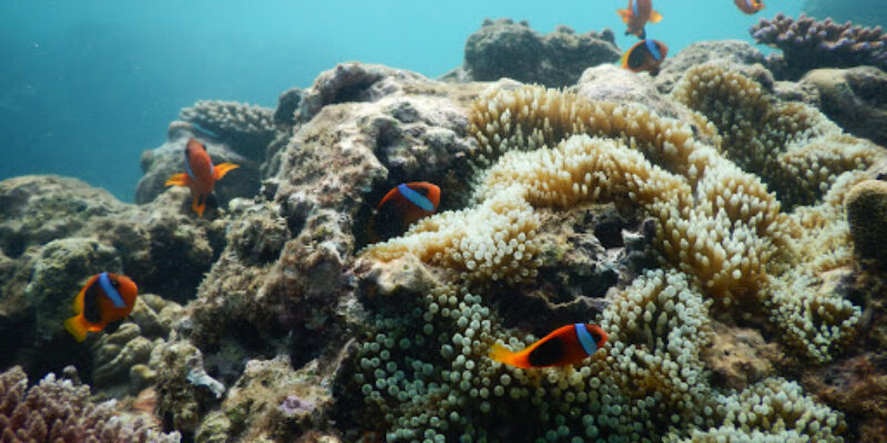 Volcano Island Divers