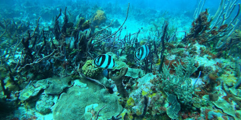 Jean Michel Cousteau’s Caribbean