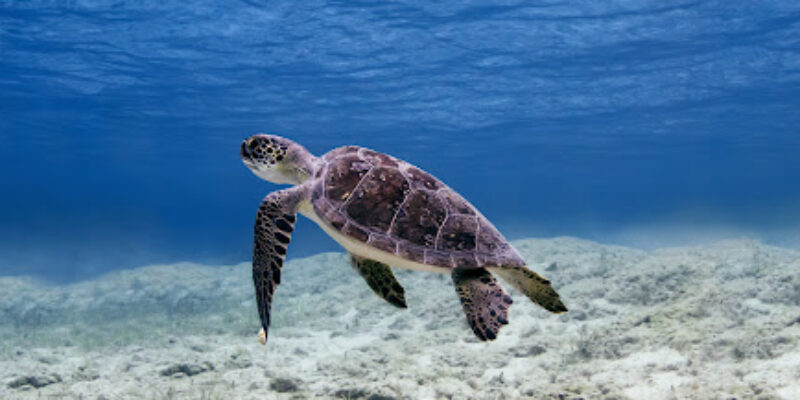 Cyprus Diving Centre