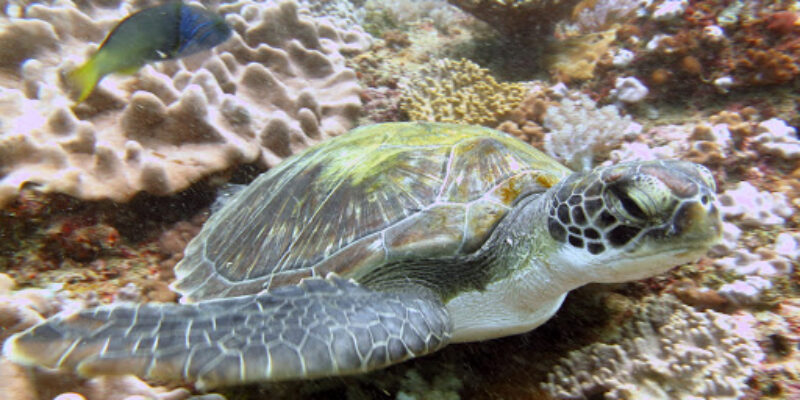 Scuba Diving Centre Turtle Bay