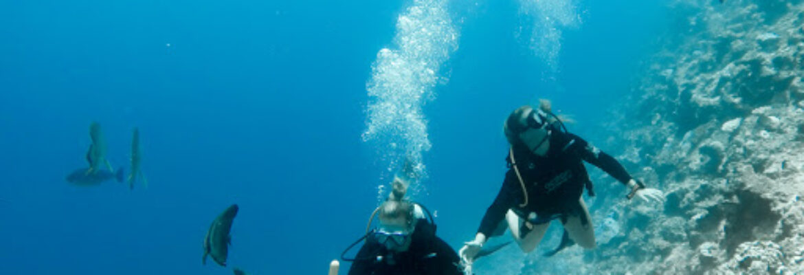 Ocean Junkies