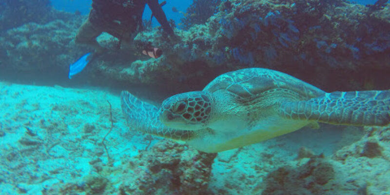 Scuba Divine Maldives – Huraa
