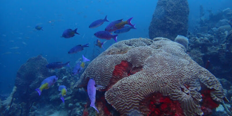 Serenity Dive Inc