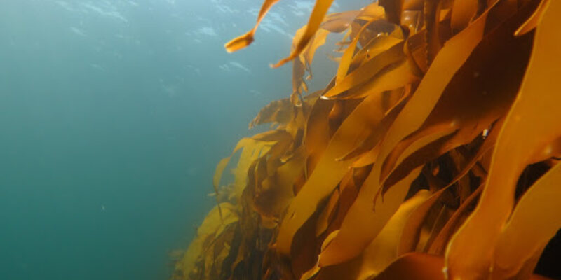 Dive Bergen
