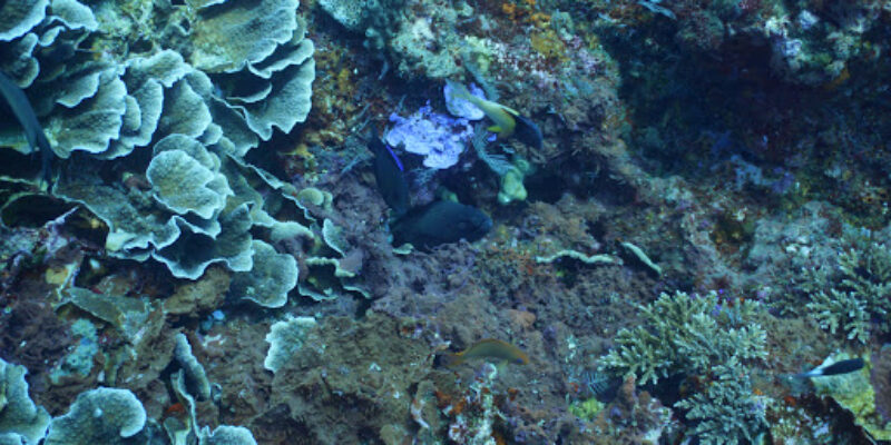Ena Dive Center & Water Sports
