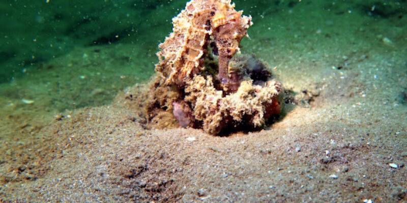 Pattaya Scuba Adventures