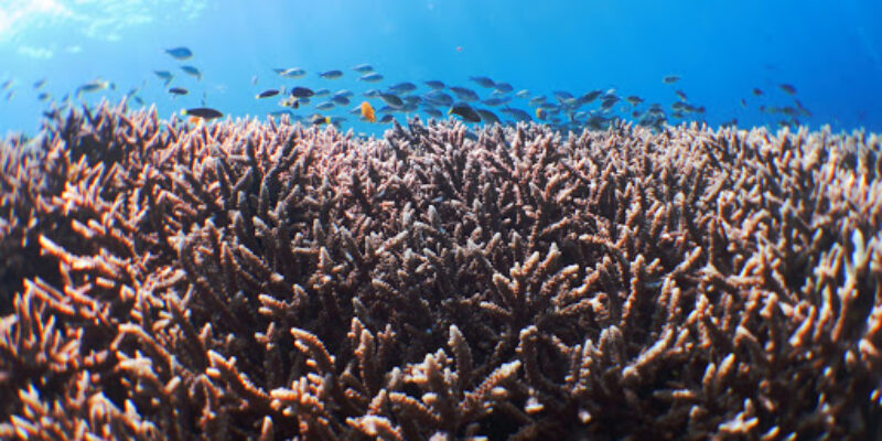Bali View Dive Center