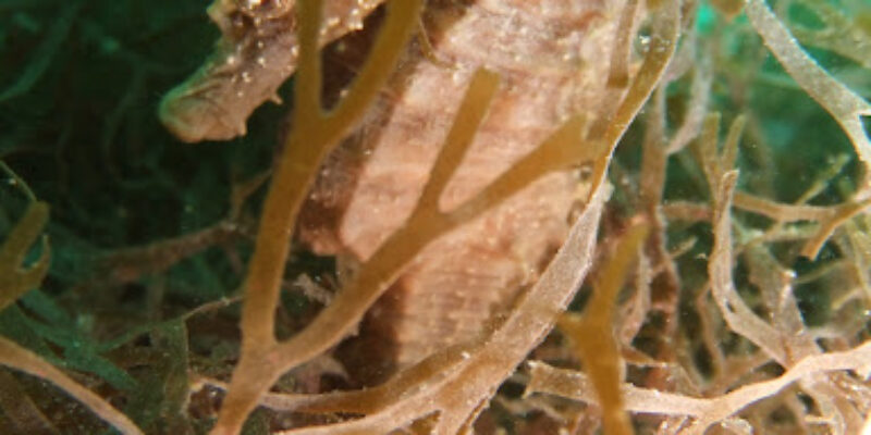 Bouley Bay Dive Centre