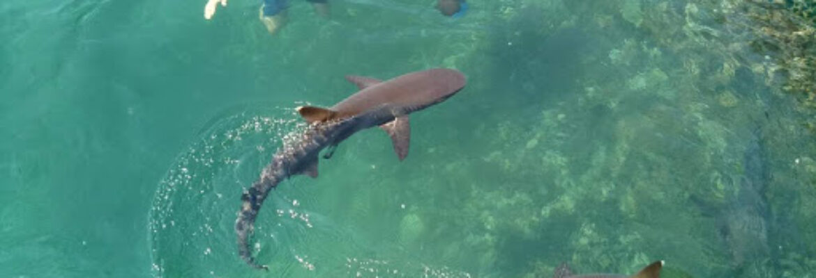 Bali Sharks