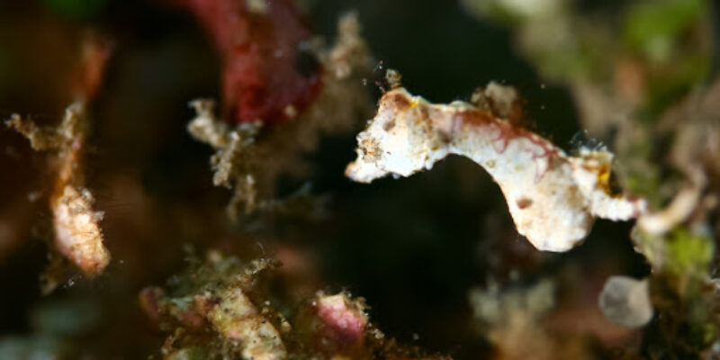 Scuba Jamboree
