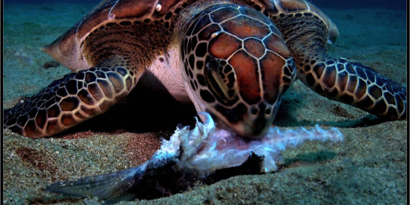 Rincon Diving & Snorkeling