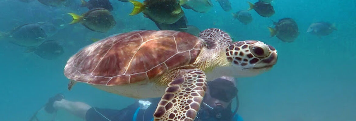 Try Scuba Diving – San Juan