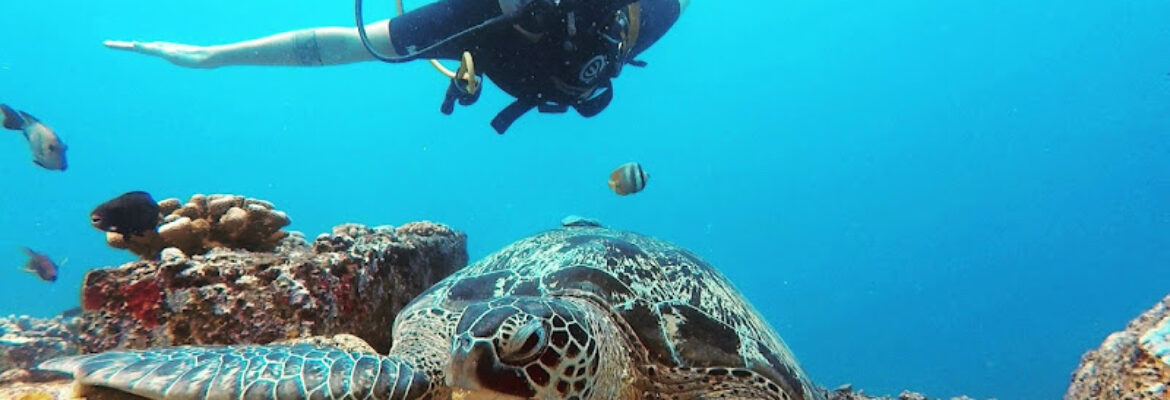 Turtle Island Snorkel Co